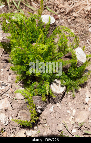 Regenerative growth of Erica arborea after a hard prune Stock Photo