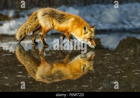 Red Fox (Vulpes vulpes) drinks from a puddle of water created from the melting snow, on a beautiful sunny winter afternoon. Stock Photo