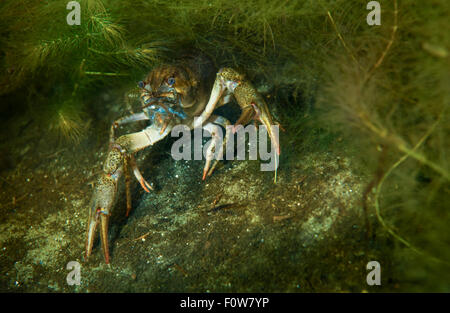 Galician crayfish (Astacus leptodactylus) hiding in the weed, Danube Delta, Romania, June. Stock Photo
