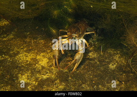 Galician crayfish (Astacus leptodactylus) hiding in the weed, Danube Delta, Romania, June. Stock Photo