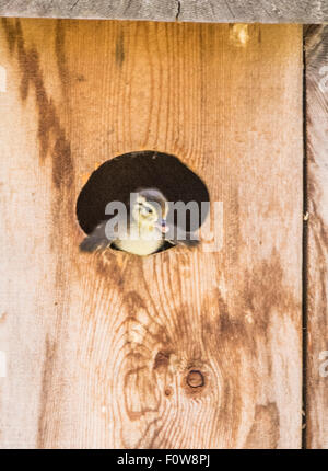 Wildlife Wood Ducks,New born Wood Duck chick peaking out of the Wood Duck Box/Nest looking outdoors. Boise, Idaho USA Stock Photo