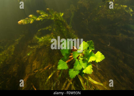 Water chestnut (Trapa natans) underwater, in Danube Delta, Romania, June. Stock Photo
