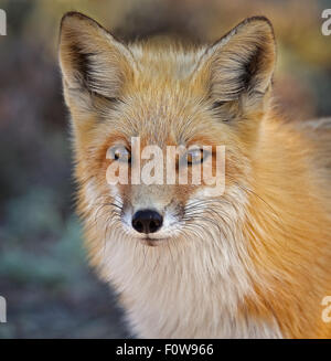 Portrait of a Red Fox. Stock Photo