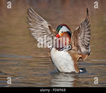 A colorful Mandarin Duck flaps his wings after taking a bath. Stock Photo