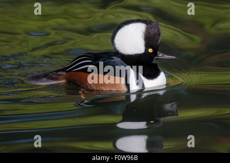 Male Hooded Merganser (Lophodytes cucullatus) duck swims in a pond in the late afternoon. Stock Photo