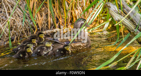 Wildlife, Wood Ducks New Born Wood Duck chicks and female Mother swimming along shoreline. Boise, Idaho, USA Stock Photo