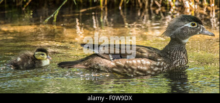 Wildlife, Wood Ducks New Born Wood Duck Chick swimming in a stream with female Mother, Boise, Idaho, USA Stock Photo