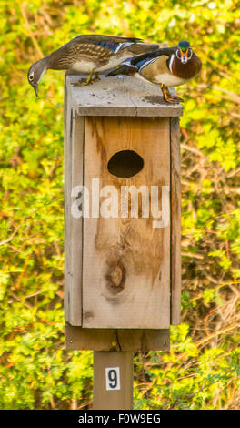 Wildlife, Wood Ducks, Female and Male Wood Ducks inspecting new Wood Duck Box/Nest. Boise, Idaho, USA Stock Photo