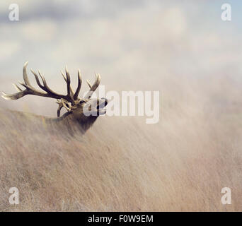 Elk Walking in Tall Grass Stock Photo