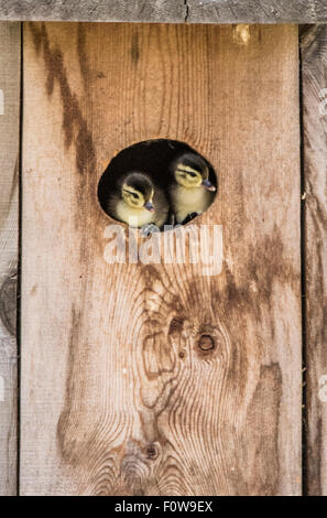 Wildlife, Birds,New born Wood Duck Chicks peaking out of Wood Duck Box/Nest.Boise, Idaho, USA Stock Photo