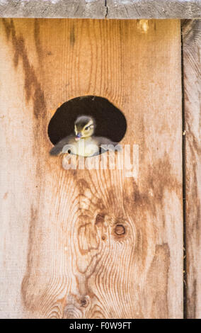 Wildlife, Wood Ducks New born chick peaking out of the Wood Duck Box/Nest before it flys off to the ground below. Boise, Id USA Stock Photo