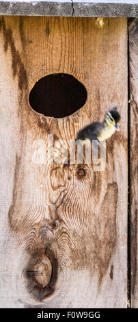 Wildlife, Wood Ducks, New Born Wood Duck chick flying out of the Wood Duck Box/nest to the ground below. Idaho, USA Stock Photo
