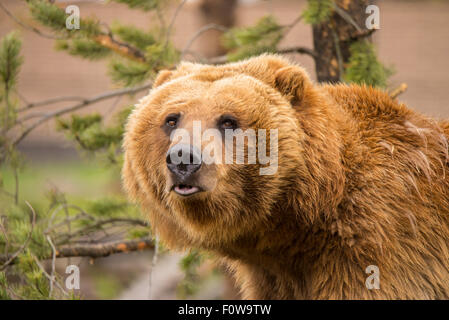 Young Alaska Grizzly Bear in rehabilitation program at Bear World, Grizzly & Wolf Discovery Center, West Yellowstone, Wyoming, Stock Photo