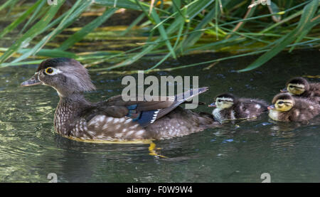 Wildlife, Wood Ducks, New Born Wood Duck chicks and Mother swimming in a stream. Boise, Idaho, USA Stock Photo