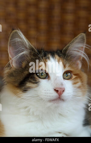 Norwegian Forest Kitten Stock Photo