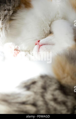 Norwegian Forest Kittens sleeping together Stock Photo