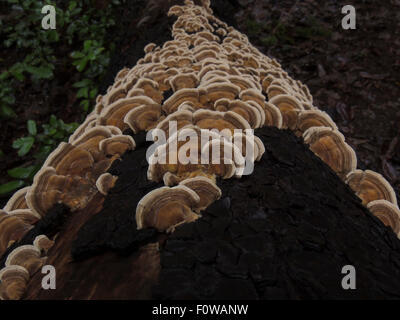 Trametes is a fungus that grows on dead wood. It is colorful and hence it is also known as Rainbow Shelf Fungus and Turkey Tail. Stock Photo