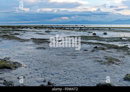 Sea Water Recedes in the Afternoon. Thousands of starfish, seaweeds, sea urchins, sea shells, crabs and more are crawling Stock Photo