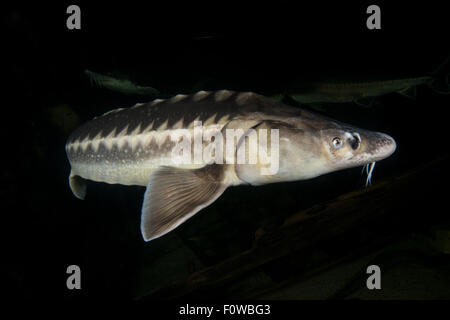 Russian sturgeon (Acipenser gueldenstaedtii) captive at Danube Delta Eco-Tourism Museum Centre aquarium in Tulcea, Danube Delta, Romania, June. Critically endangered. Stock Photo