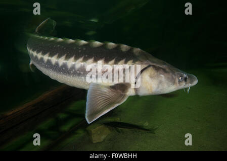 Russian sturgeon (Acipenser gueldenstaedtii) captive at Danube Delta Eco-Tourism Museum Centre aquarium in Tulcea, Danube Delta, Romania, June. Critically endangered. Stock Photo