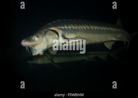 Russian sturgeon (Acipenser gueldenstaedtii) captive at Danube Delta Eco-Tourism Museum Centre aquarium in Tulcea, Danube Delta, Romania, June. Critically endangered. Stock Photo