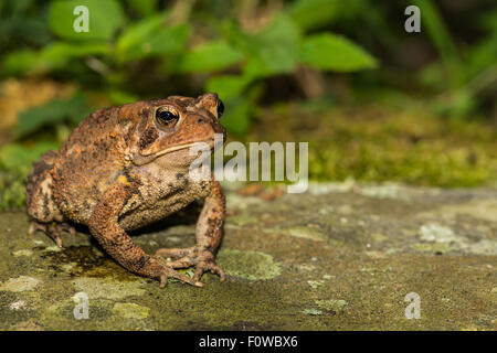 American Toad Stock Photo