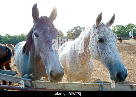 Two horses looking over the fence Stock Photo