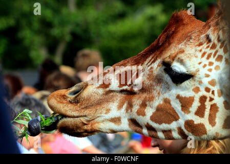 Feeding time for the giraffes at Colchester Zoo Stock Photo