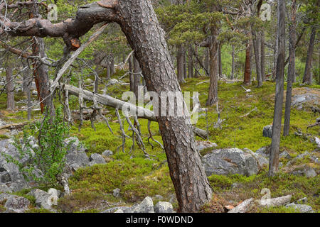 Scots pine (Pinus sylvestris) trunks in old-growth pine forest, Stora Sjofallet National Park, Greater Laponia Rewilding Area, Lapland, Norrbotten, Sweden, June. Stock Photo