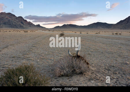 Road from Olgii to Khovd at sunrise near Khovd, with goat skull, Western Mongolia Stock Photo