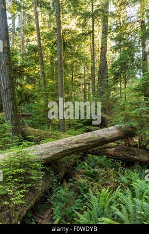 Giant Douglas Fir, red cedar trees and ferns backlit in Cathedral Grove, MacMillan Provincial Park, Vancouver Island, BC Stock Photo