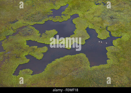 Aerial view of pools of water in peat bog, Sjaunja Bird Protection Area, Greater Laponia Rewilding Area, Lapland, Norrbotten, Sweden, June 2013. Stock Photo