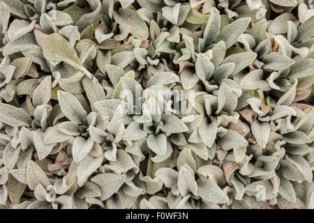 Lambs Ear, plant UK Stachys byzantina S. lanata lamb's-ear is a species of Stachys, native to Turkey, Armenia, and Iran Stock Photo