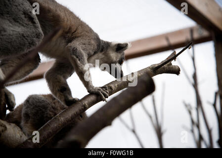 Lemur climbs tree inside the new Lemur enclosure home.  Picture taken from the outside looking in.  London Zoo. Stock Photo