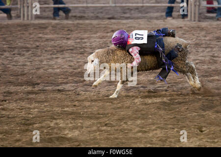 Estes Park, Colorado - Children ages 5-8 ride sheep during the Mutton Bustin' competition at the Rooftop Rodeo. Stock Photo