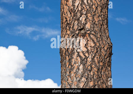 The puzzle like bark of a ponderosa pine tree against a blue sky background with white fluffy clouds. Stock Photo