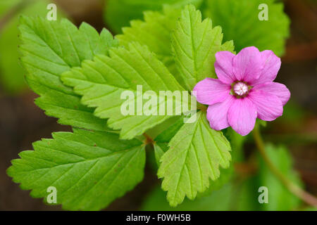 Arctic raspberry (Rubus arcticus) in flower, Padjelanta National Park, Kvikkjokk, Greater Laponia Rewilding Area, Lapland, Norrbotten, Sweden, June. Stock Photo