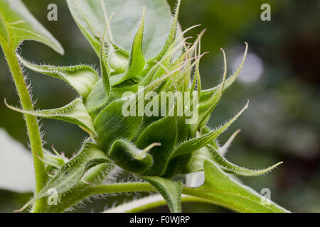 Sunflower bud - USA Stock Photo