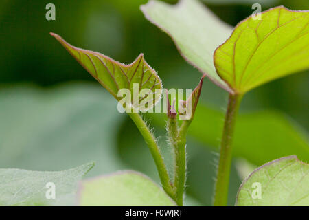 Sweet potato leaves (Ipomoea batatas) Stock Photo