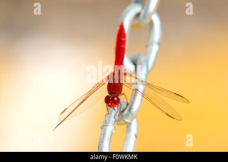 Red Dragonfly on steel chain with yellow background