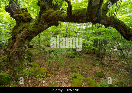 Woodland in the Central Apennines rewilding area, National Park of Abruzzo, Lazio and Molise, Italy, June 2014. Stock Photo
