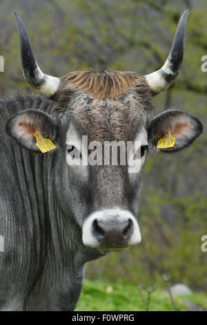 Boskarin cattle, part of the Turos program to breed back the extinct