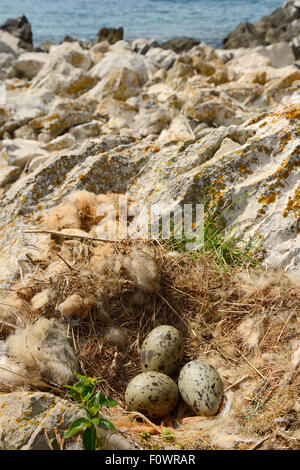 Yellow-legged gull (Larus michahellis) eggs in nest, Velebit Mountains Nature Park, Croatia, April 2014. Stock Photo