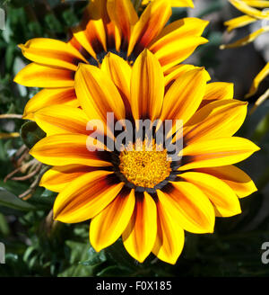 Gazania, Gazania Hybride; Splendens; Stock Photo