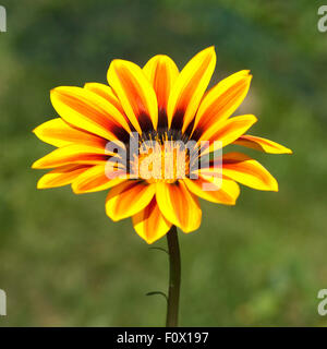 Gazania, Gazania Hybride; Splendens; Stock Photo