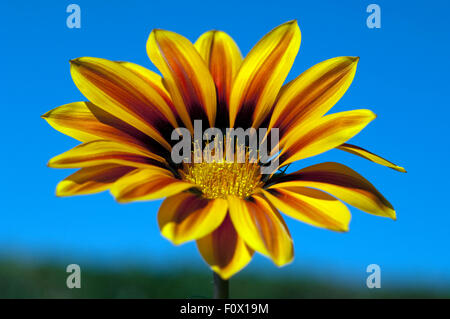 Gazania, Gazania Hybride; Splendens; Stock Photo