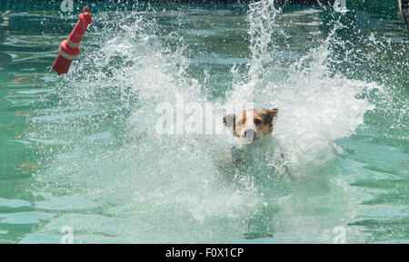 Leipzig, Germany. 22nd Aug, 2015. A dog named Sammy jumps into a pool during a dog diving competition at the trade show 'Hund & Katz' (lit. Dog & Cat) in Leipzig, Germany, 22 August 2015. The sport was invented in the US and features dogs leaping into the water as far as they can from a jetty or platform. Sammy managed a jump of 3.9 metres. Photo: Peter Endig/dpa/Alamy Live News Stock Photo