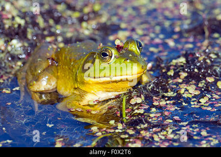 Bullfrog sitting in a pond full of algae Stock Photo