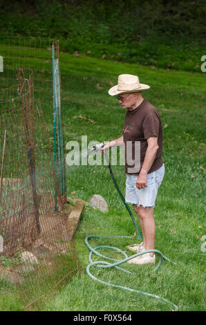 A senior man with hat watering vegetable plot in home garden. USA. Stock Photo