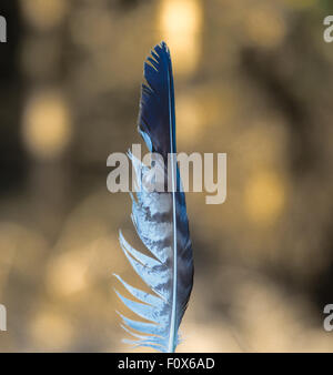 Striped white and grey feather with natural background Stock Photo